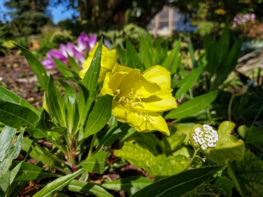 Missouri 'nin akşam çiçeği (Oenothera missouriensis) bahçesinde büyüyen ve çiçek açan büyük, tenha, parlak sarı çiçeklerin yakın çekimi