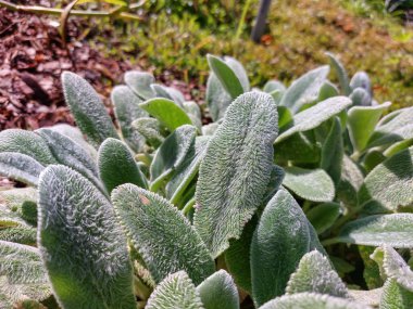 Lamb 'in kulağının yakın plan görüntüsü (Stachys byzantina)' Gümüş Halı 'gri-beyaz, yumuşak, eliptik yapraklarla dolu yoğun bir hasırla bahçenin zeminini kaplıyor.