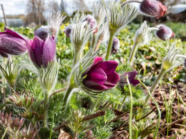 Pasqueflower Pulsatilla Hybrida 'nın yakın çekimi. Van der Elst 'Yalnız, kıllı çan şekilli veya bardak şeklinde baharın başında çiçek açan