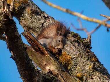 Kırmızı Sincap (Sciurus vulgaris) bir ağaç dalında oturan ve sonbaharda fındık yiyen gri ceketli