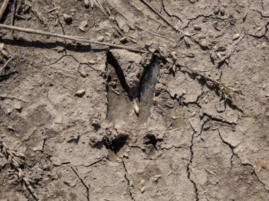 Close-up of a footprint of a Roe deer (Capreolus capreolus) in very deep and dried mud in the countryside