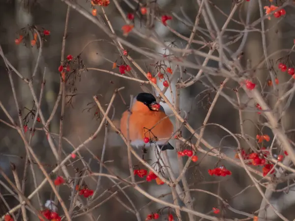 Κοντινό Πλάνο Του Κόκκινου Ευρασιατικού Bullfinch Pyrrhula Pyrrhula Που Κάθεται Φωτογραφία Αρχείου