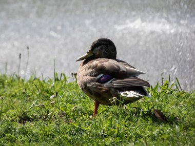 Dişi yaban ördeği ya da yaban ördeği (Anas platyrhynchos) ağırlıklı olarak yeşil çimenlerde benekli tüyleri vardır.