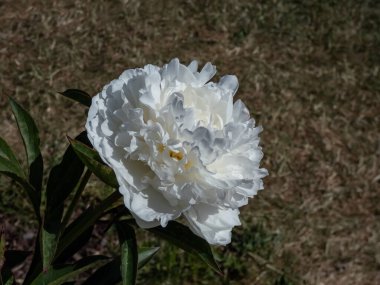 Peony 'nin (Paeonia lactiflora) yakın plan çekimi. Arjantin yazın başında bir parkta gösterişli, büyük kâse şeklinde beyaz çiçekler açıyor.