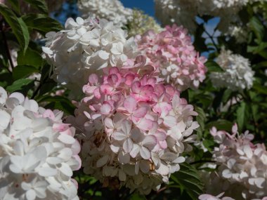 Panikleten ortanca (Hydrangea paniculata) 'Vanille Fraise' (Renhy) kabarık, gevşek, piramit şeklinde, kaymak gibi beyaz çiçek panikleri sonbaharda pembeye döner