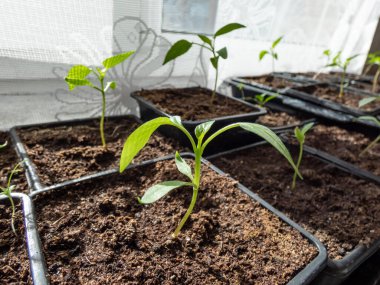 Küçük, yeşil, ev yapımı biber bitkisinin yakın plan çekimi. Parlak güneş ışığında, pencerenin pervazında plastik kaplarda yetişiyor. Kapalı alanda bahçıvanlık ve fidanlar. Tohumlardan büyüyen yiyecekler