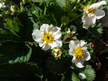 Çilek çiçeklerinin yakın plan görüntüsü. Çiçeğin ortasında görünür bir don hasarı var. Çiçek yaprakları ilkbaharda beyazken siyahlaşır.