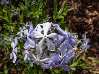 Woodland Phlox 'un yakın plan çekimi, yabani mavi phlox veya vahşi tatlı willia (phlox divaricata) bahçede mavi, beyaz ve lavanta çiçekleri ile çiçekleniyor