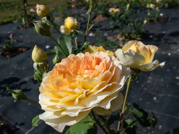 Close-up shot of the award-winner David Austin English rose \'Molineux\' flowering with abundant, incredibly beautiful, fully double blooms of a rich canary yellow color in park