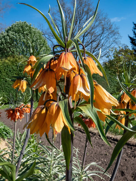 The imperial fritillary or Kaiser's crown (Fritillaria imperialis) 'Early dream' flowering with yellowish orange to apricot pendant flowers flowers, topped by small leaves in spring