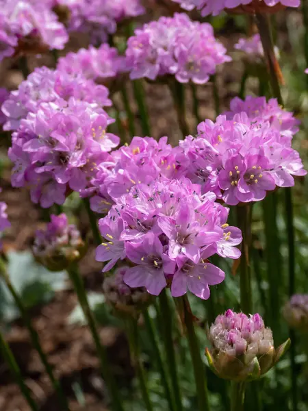 Close-up shot of bright pink flowers of the thrift, sea thrift or sea pink (Armeria maritima) flowering in the garden in summer