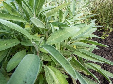 Bahçede yetişen pembe çiçekli adaçayının (Salvia officinalis) yakın plan çekimi. Adaçayı yaprakları. Çeşitlilik normal bahçe adaçayına çok benzer.