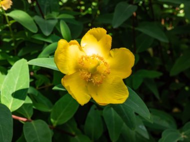 Aaron 'un sakalı, sürünen St. John' s otu ya da Kudüs yıldızı (Hyperium calycinum) 'Rowallane' bahçesinde kase şeklinde, altın sarısı çiçeklerle çiçek açıyor