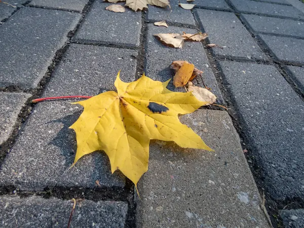 Close-up shot of a yellow maple leaf on the ground in autumn in a city environment. Maple leaf changing colours from green to yellow