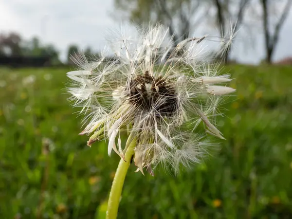 Macro shot of dandelion plant head composed of wet, white pappus (parachute-like seeds) in the meadow surrounded with green grass and vegetation. Lion\'s tooth