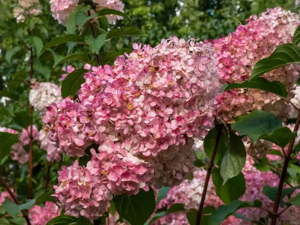 Panikleten ortanca (Hydrangea paniculata) 'Vanille Fraise' (Renhy) kabarık, gevşek, piramit şeklinde, kaymak gibi beyaz çiçek panikleri sonbaharda pembeye döner