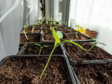 Küçük, yeşil, ev yapımı biber bitkilerinin yakın çekimleri, beyaz perdeleri olan parlak güneş ışığıyla pencerenin perdelerinde büyüyen saksılarda. Tohumları filizlendiriyorum. Tohumlardan büyüyen yiyecekler