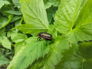 Güzel, metalik, parlak yeşil ve bakır böceğinin (Protaetia cuprea) yaz aylarında bitki örtüsüyle çevrili yeşil yapraktaki makro görüntüsü.