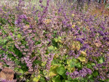 Leylak bilgesi ya da sarkık clary (Salvia verticillata) yakın çekim bahçede küçük lavanta çiçekleri ile çiçek