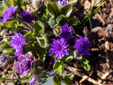 Hepatica nobilis cultivar 'Walter Otto' nun Macro karesi. Gün ışığında bahçede açan çift mavi mor çiçekler.
