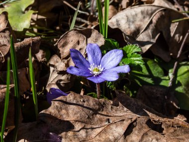 Anemone hepatikası (Anemone hepatica veya Hepatica nobilis) ormanın parlak güneş ışığında mor çiçeklerle açarak makro bir çekim yapar. Güzellik ve narin bahar çiçekleri.