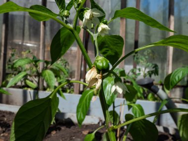 Beyaz çiçeklerin ve küçük yeşil biber meyvelerinin yakın çekimi büyümeye başlıyor ve parlak güneş ışığı altındaki bir serada büyüyen biber bitkisinin çiçeğinden olgunlaşmaya başlıyor.