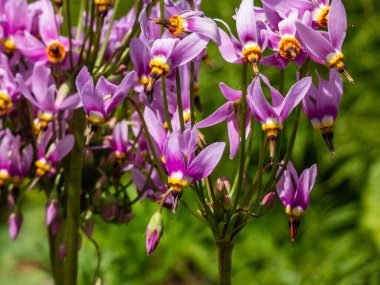 Primula Meadia 'nın pembe çiçekleri, kayan yıldız (Dodecatheon Meadia) yeşil arka planda çiçek açıyor.