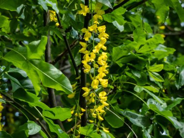 Altın zincir ya da altın yağmur ağacı (laburnum) parkta yoğun sarı çiçeklerin uzun ırklarıyla çiçek açar.