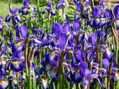 Sibirya irisi (İris sibirikası) 'Ottawa' beyaz boğazlı, menekşe çiçekli, 3 büyük kolye yapraklı, 3 büyük kolye yapraklı ve yaz mevsiminde 3 yaprak dikmiş.