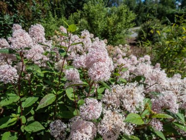 Jersey tea ceanothus, red root, mountain sweet or wild snowball (Ceanothus americanus) having thin branches flowering with white flowers in clumpy inflorescences in the garden in summer clipart