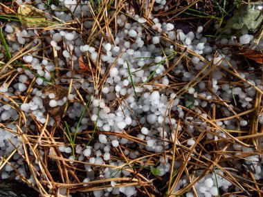 Yerdeki beyaz, yuvarlak dolu taşlarının yakın plan çekimi çimenler ve renkli sonbahar yaprakları arasında. Hava durumu