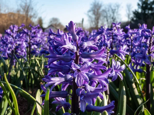 Close-up shot of the Hyacinthus orientalis  'Doctor Lieber' flowering with bell-shaped flowers with recurved petals borne in racemes in spring
