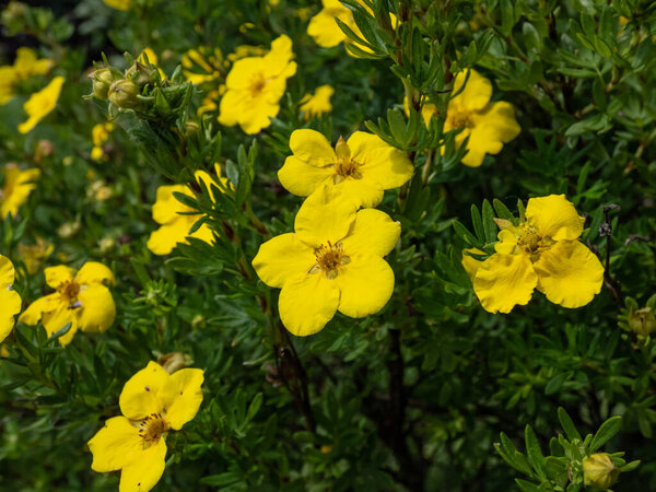 Shrubby cinquefoil (Pentaphylloides fruticosa) 'Dacota sunspot' with bright green foliage flowering with deep golden flowers all summer