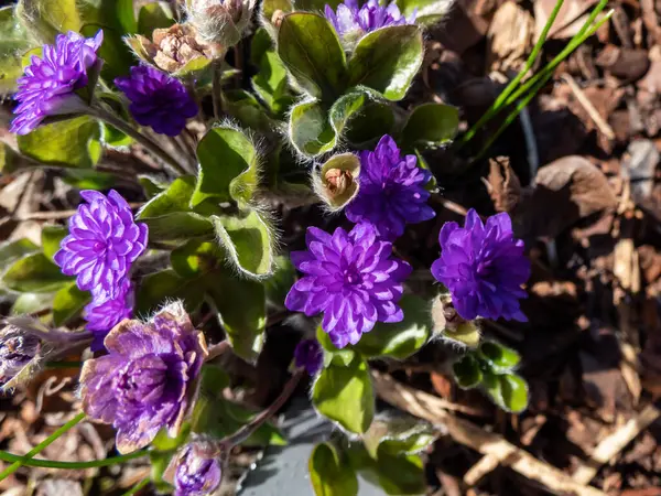 Hepatica nobilis cultivar 'Walter Otto' nun Macro karesi. Gün ışığında bahçede açan çift mavi mor çiçekler.