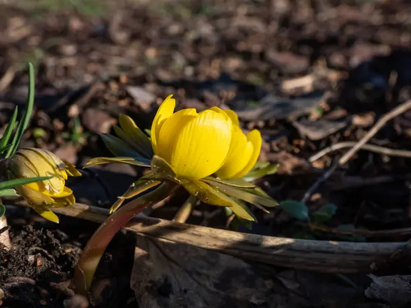 Macro shot of emerging cultivar of Winter aconite (Eranthis tubergenii) \'Guinea Gold\' as soon as snow melts in bright sunlight in early spring