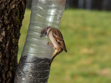 Avrasya ağaç serçesi (Passer montanus), tahıl ve tohumlarla dolu plastik şişeden yapılan kuş yemliğini ziyaret eder. Ağaçta asılı duran yem şişesinden kuş yiyor.