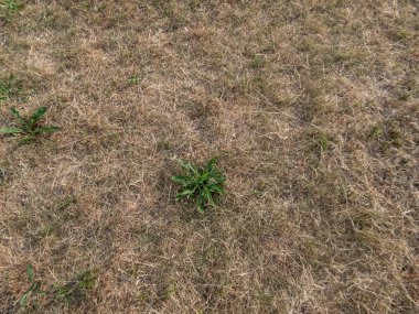 Sarı, tamamen kurumuş çimen ve çimenler tam güneşe, sıcak havaya ve yaz aylarındaki sıcak havanın ardından yağmurun azlığına maruz kalıyor.