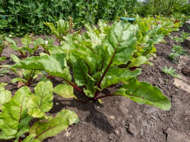 Yakın plan pancar (Beta vulgaris) tohumu, yazın bahçede yeşil ve kırmızı damarlı yapraklarla sebze yatağında yetişiyor.