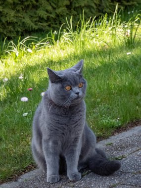 İngiliz Kısaltması belirgin bir şekilde tıknaz gövdesi, kalın, katı gri-mavi ceketi ve geniş yuvarlak gözleri ile yazları yeşil çimen ve çiçek arka planında derin bakırımsı turuncu gözleri ile