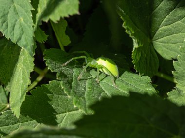 Yazın yeşil yaprakların arasında saklanan yeşil avcı örümceği (Micrommata virescens)