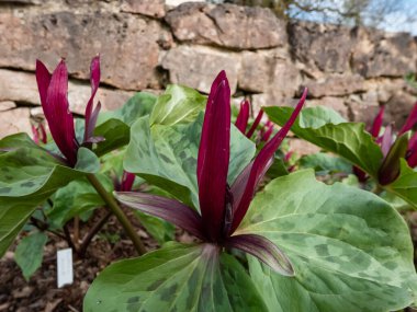 Close-up of the toadshade or toad trillium (Trillium sessile) with a whorl of three bracts (leaves) and a single trimerous reddish-purple flower with 3 sepals in garden clipart