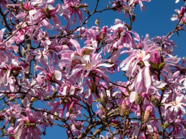Çiçek açan yıldız manolyasının pembe yıldız şeklindeki çiçeklerine yakın çekim - Magnolia stellata cultivar 'Rosea' nın parlak güneş ışığı altında arka planda mavi gökyüzü