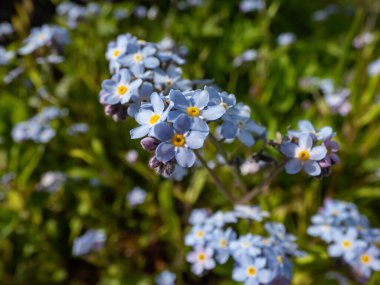 Gökyüzü mavisi bahar çiçekleri - ağaçtan unutma beni çiçekleri (Myosotis sylvatica) ilkbaharda ormanda büyür ve çiçek açar.