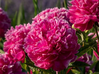 Çin Şakayığı (Paeonia lactiflora 'Profesör K. Grybauskas' yaz mevsiminde bahçede beyaz kenarı olan pembe kırmızı çifte çiçeklerle çiçek açar. Güzel şakayık