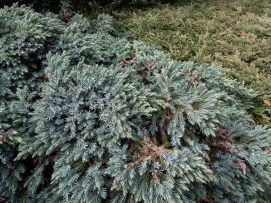 Dwarf evergreen shrub  - Flaky juniper or singleseed juniper (juniperus squamata )'Blue star' with dense, sparkling silver-blue foliage growing in a rock garden early in the spring clipart