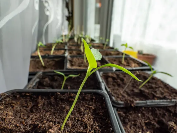 Close-up of small, green home-grown pepper plants growing in pots on a window sill in bright sunlight with visible white curtains. Germinating seedlings. Food growing from seeds