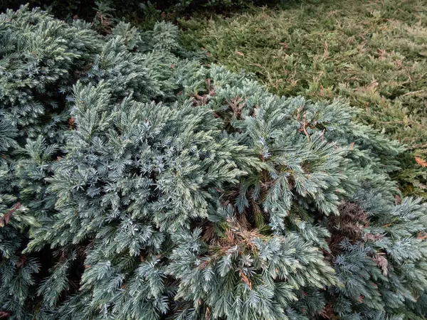 Trpasličí Věčně Zelený Keř Listnatý Jalovec Nebo Jednosemenný Jalovec Juniperus Royalty Free Stock Obrázky