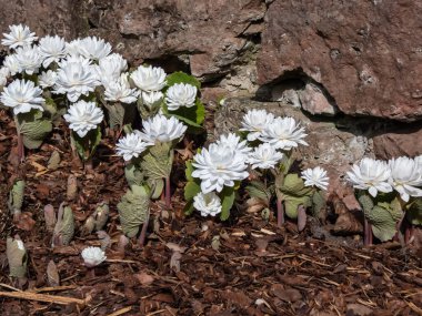 Decorative cultivar of the Bloodroot (Sanguinaria canadensis) Multiplex with large, full, white flowers in sunlight blooming in early spring clipart