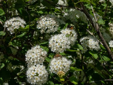 Yaygın olan Atlantik ya da sadece dokuz kabuk (Physocarpus opulifolius) yazın parkta beyaz çiçeklerle çiçek açar.