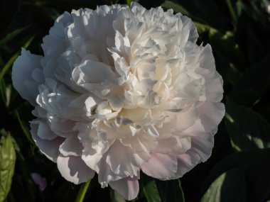 Peony (Paeonia lactiflora) 'Cornelia Shaylor' flowering with flesh-white and pale rose-colored flowers in summer in bright sunlight